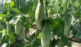 网红爆料吃瓜718,718事件背后的惊人真相